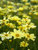 Coreopsis Creme-Brulee