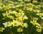 Coreopsis Creme-Brulee