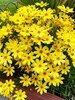 Coreopsis Citrine