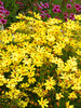 Coreopsis Citrine