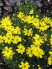 Coreopsis Citrine