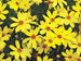 Coreopsis Citrine