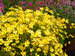 Coreopsis Citrine