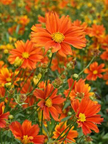 Coreopsis Darling Clementine