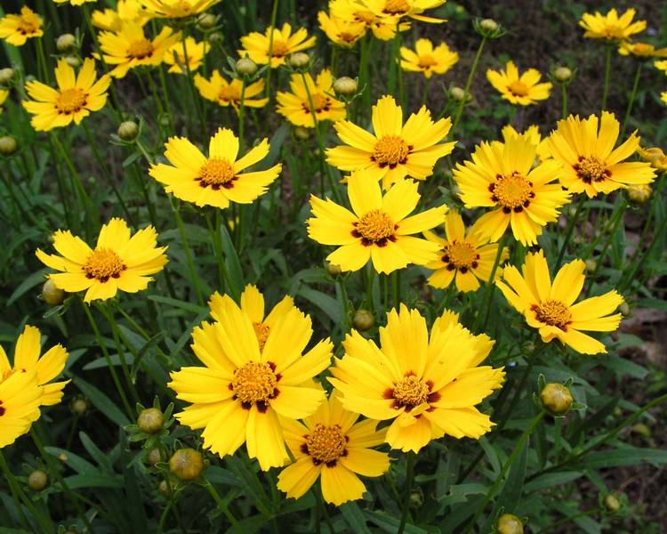 Product Viewer - Coreopsis Domino