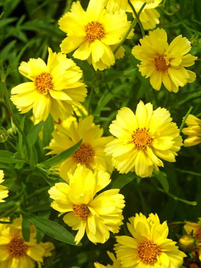 Coreopsis Galaxy | Bluestone Perennials