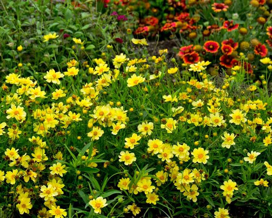 Coreopsis Galaxy | Bluestone Perennials