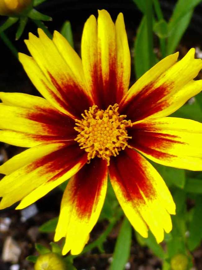 Coreopsis Golden Stardust Bluestone Perennials