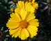 Coreopsis Goldfink