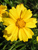 Coreopsis Mayfield-Giant