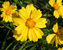 Coreopsis Mayfield-Giant