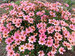 Coreopsis Nova Sunstone