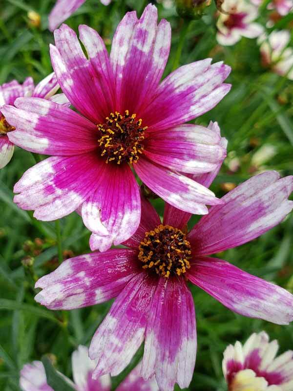 Coreopsis Perennials Flowers