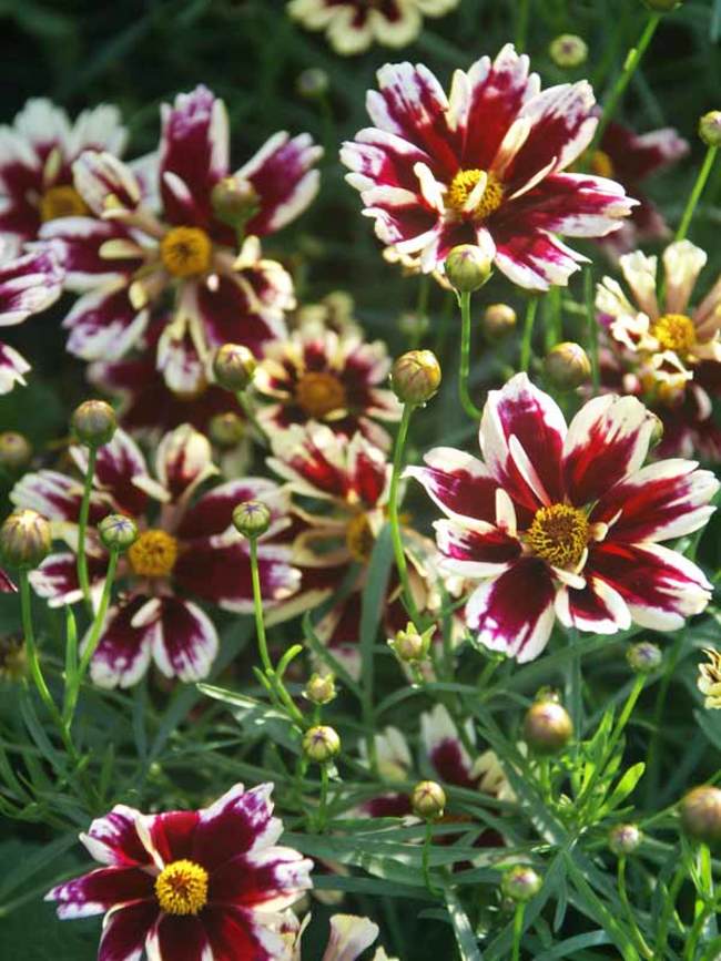 Coreopsis Ruby Frost | Bluestone Perennials