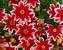 Coreopsis Ruby Frost