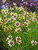 Coreopsis Redshift