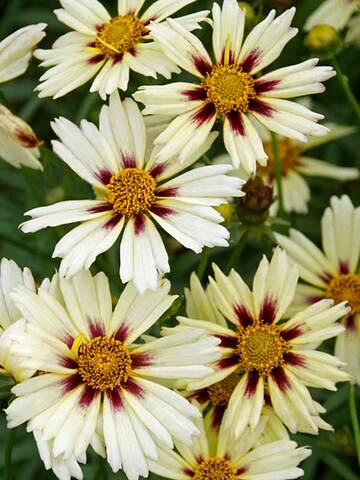 Coreopsis Starlight | Bluestone Perennials