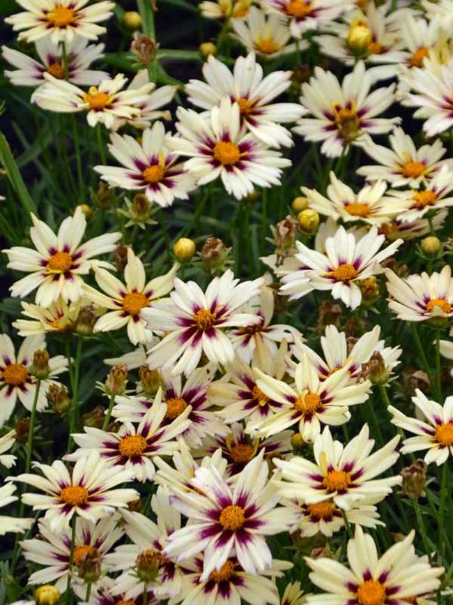 Coreopsis Starlight | Bluestone Perennials