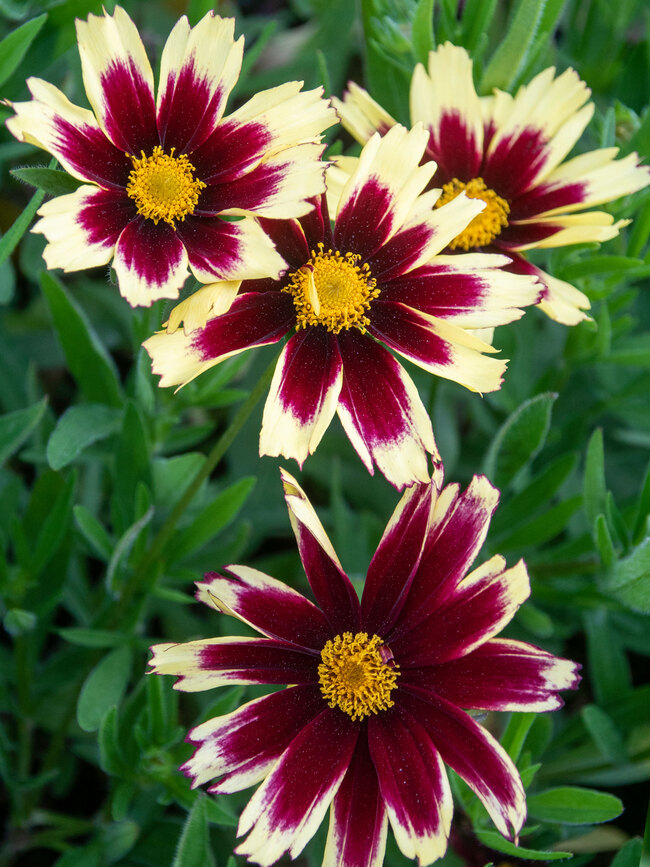 Coreopsis Super Star | Bluestone Perennials