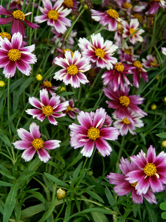 Coreopsis Starstruck | Bluestone Perennials