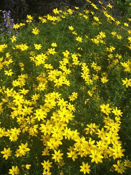 Product Viewer - Coreopsis Zagreb