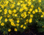 Coreopsis Zagreb -- Bluestone Perennials