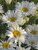 Chrysanthemum Crazy-Daisy