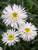 Chrysanthemum Fluffy