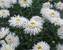 Chrysanthemum Fluffy