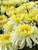 Chrysanthemum Real Charmer