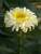 Chrysanthemum Real Charmer