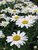 Chrysanthemum Snowcap