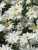 Chrysanthemum White Breeze