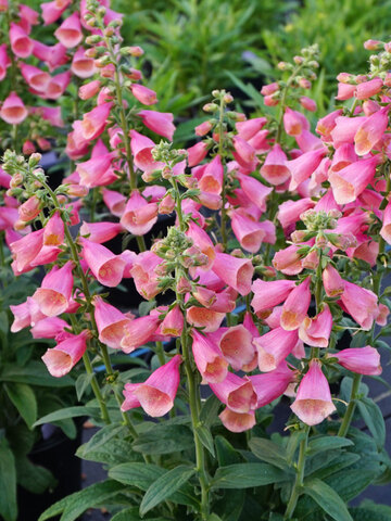 Digitalis Arctic Fox Rose | Bluestone Perennials