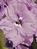 Delphinium Astolat