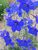 Product Viewer - Delphinium Blue Butterfly