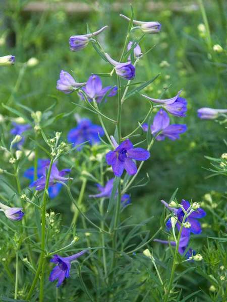 Product Viewer - Delphinium Blue Butterfly