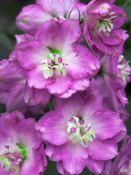 Product Viewer - Delphinium Blushing Brides