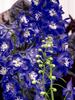 Delphinium Aurora Deep Purple