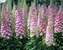 Delphinium Million Dollar Blush