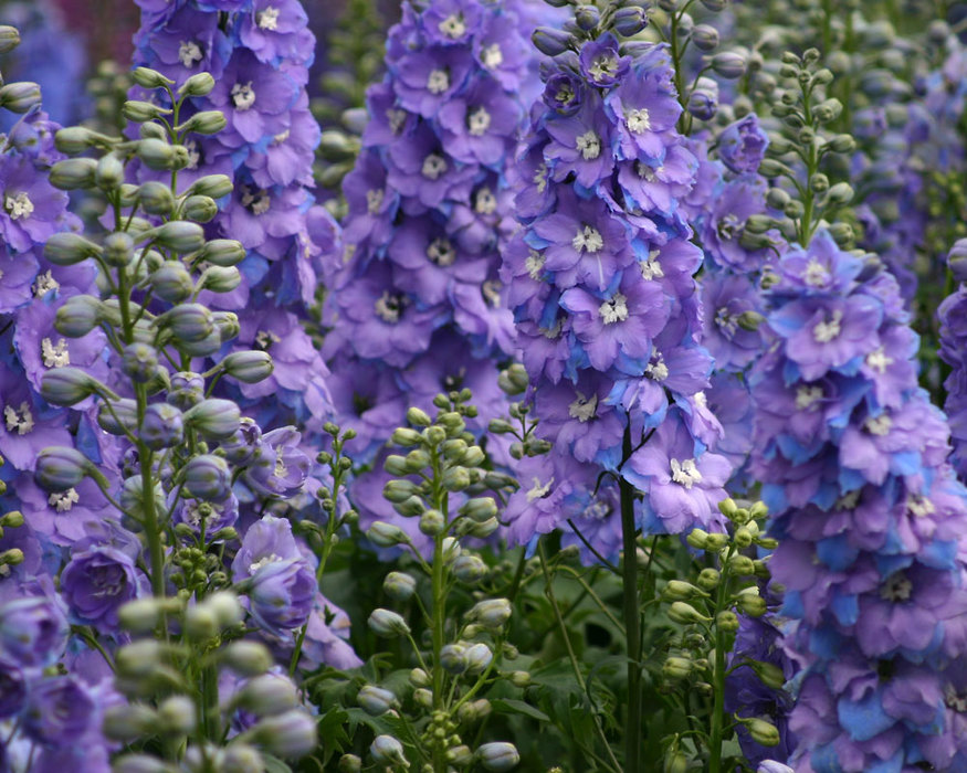 Delphinium Elatum Morning Lights | Bluestone Perennials