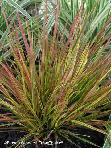 Deschampsia Cespi. Northern Lights | Bluestone Perennials