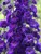 Delphinium Pagan Purples