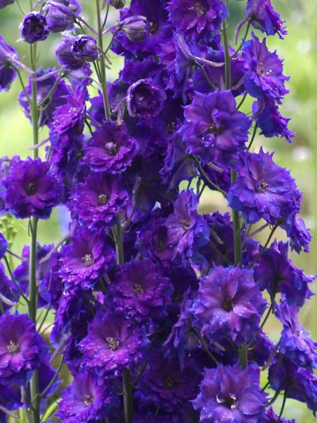 Delphinium Elatum Pagan Purples Bluestone Perennials 6382