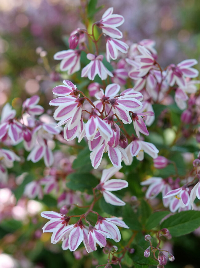 Deutzia Yuki Kabuki	