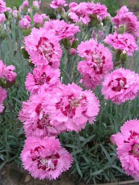 Product Viewer - DIANTHUS AGATHA