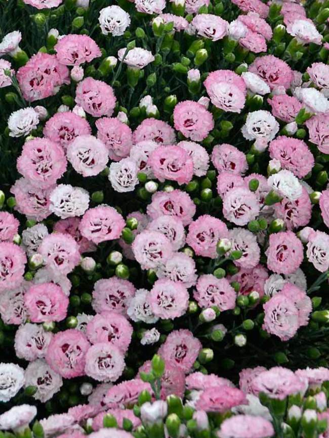 Dianthus Appleblossom Burst Bluestone Perennials