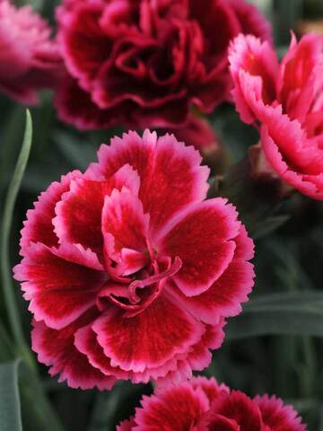 Dianthus Everlast Burgundy Blush | Bluestone Perennials