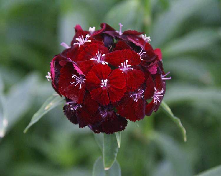 Product Viewer Dianthus Sweet Black Cherry