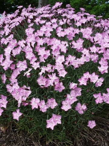 Dianthus Bath's Pink | Bluestone Perennials